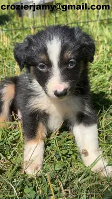 Chiots Border Collie