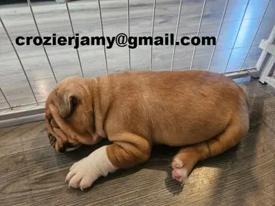 英斗犬幼犬