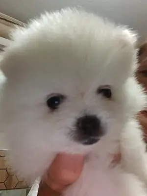 2 aylık dişi pomeranian