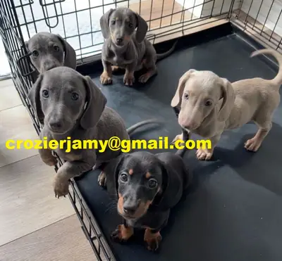 Dachshund puppies available