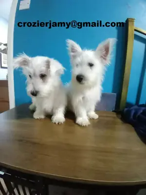 West Highland Terrier Yavruları