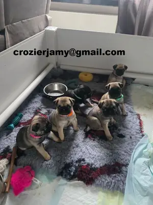 Cachorros de carlino
