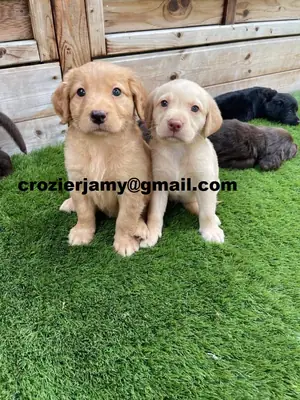 Cachorros de labrador retriever