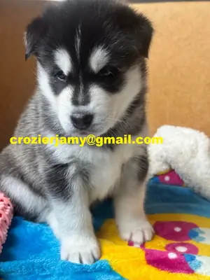 Chiots husky sibérien