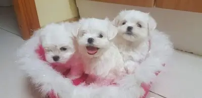 待领养的马尔济斯幼犬