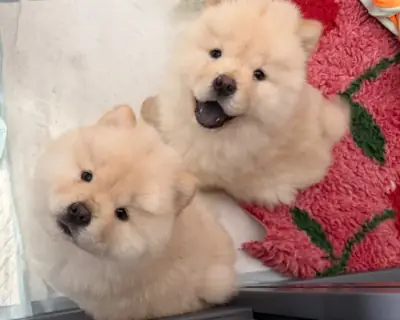 待领养的松狮幼犬