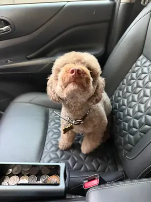 hayat düzeni yüzünden sahiplendirme