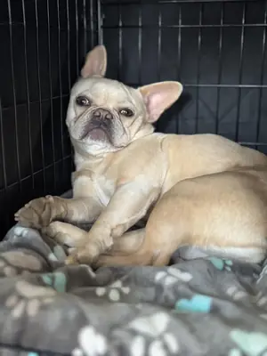 bedava bırakmayacağım baştan yazıyorum