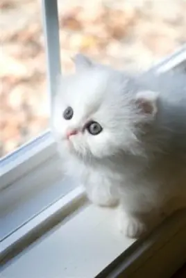 Bébés persans absolument magnifiques