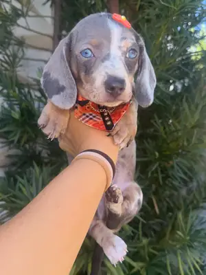 腊肠犬幼犬准备找到新家 34 632 000221