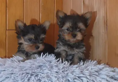 Yorkie Puppies 