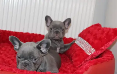 French Bulldog Puppies