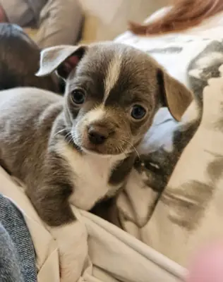 Chihuahua puppies