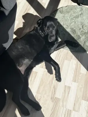 uygun koşulları sağlayabilecek birine devretmek istiyorum