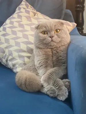 daha sakin ve düzenli bir ortama ihtiyacı olduğunu düşünüyorum