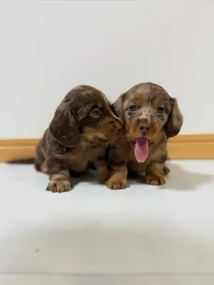准备好与新家庭见面的腊肠犬幼犬 34 632 000 221