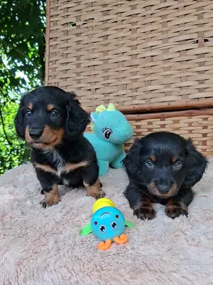 Chiot Teckel Disponible pour une Famille Aimante 34 632 000 221