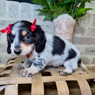 Chiot Teckel Prêt à Trouver un Nouveau Foyer 34 632 000 221