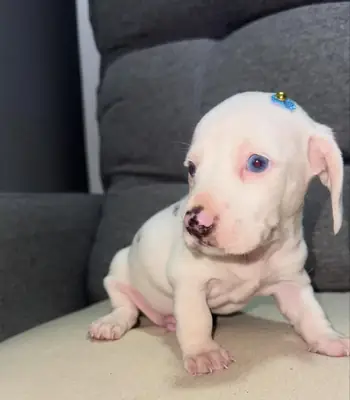 Chiot Teckel Disponible pour un Foyer Spécial 34 632 000 221