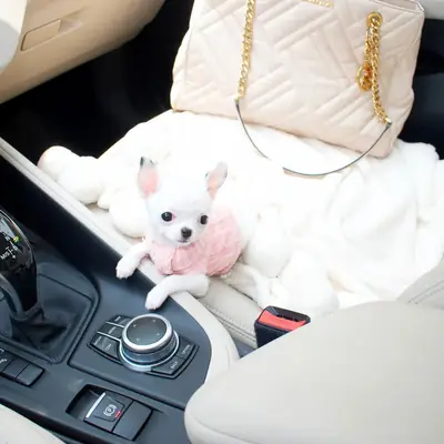 cachorros  de chihuahua toy