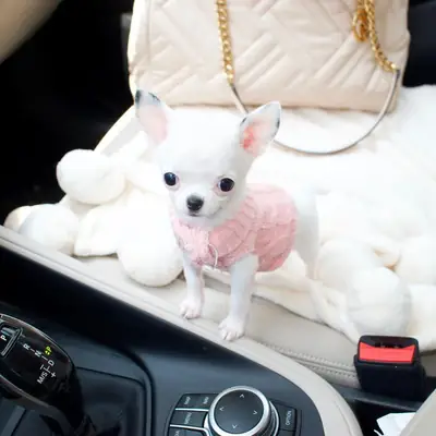 chihuahua toy