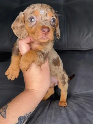 Chiot Teckel prêt à trouver un foyer spécial 34 632 000 221