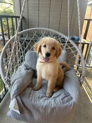 looking for a more suitable home