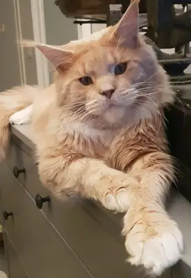 considering rehoming