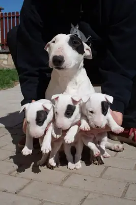 Cachorro Bull Terrier Disponible para Adopción 34 632 000 221