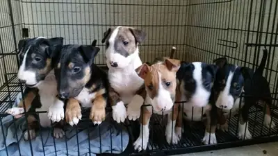 Cachorro Bull Terrier Adorable y Activo 34 632 000 221