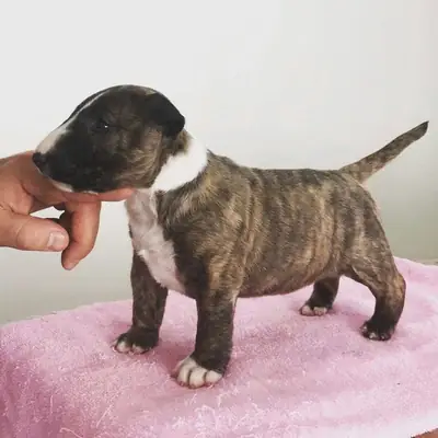 Cachorro Bull Terrier Busca una Familia Responsable 34 632 000 221