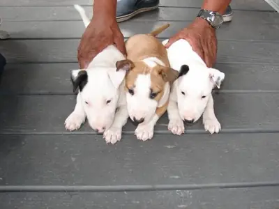Hayat Dolu ve Güzel Bull Terrier Yavru 34 632 000 221