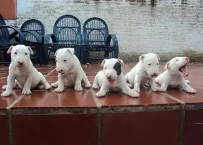 Chiot Bull Terrier Doux, Fidèle et Joueur 34 632 000 221