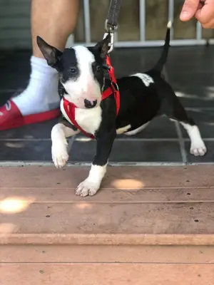 Arkadaş Canlısı ve Oyunsever Bull Terrier Yavru 34 632 000 221
