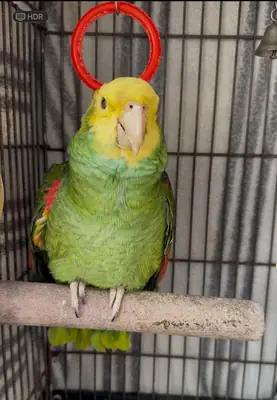 Si ya has tenido uno antes, lo entenderás.