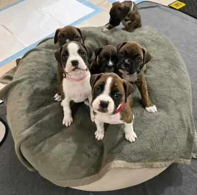 Boxer Adorables y Juguetones Esperan una Familia Especial 675139324