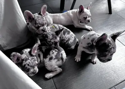 French Bulldog Puppies