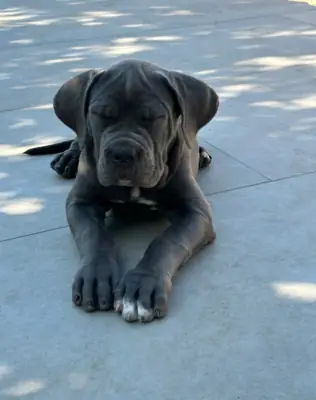 卡内科尔犬幼犬