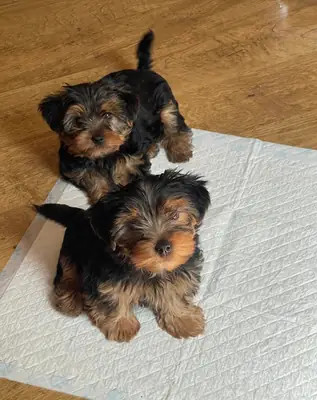 约克夏犬