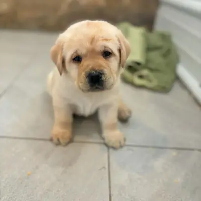 Gary is ready for adoption 