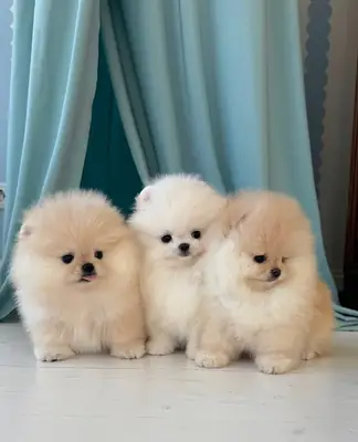 Spitz enano de Pomerania