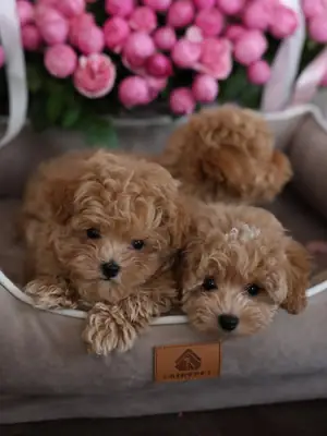 Cachorros Maltipoo buscan un hogar