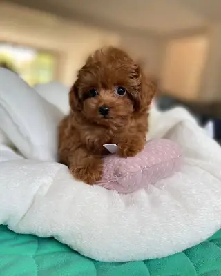 Chiots de caniche miniature