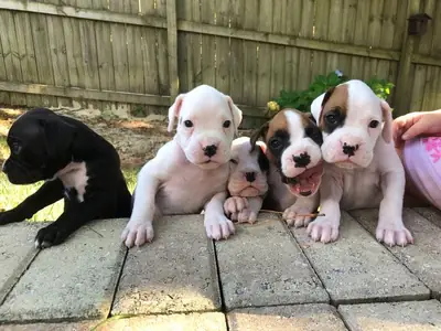 Cachorro Boxer Dulce y Aventurero 34 632 000 221