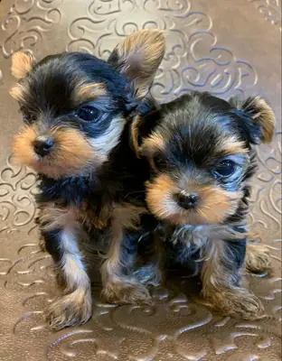 可爱迷人的约克夏犬幼犬 34 632 000 221