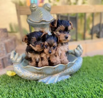 Küçük, Neşeli ve Oyunsever Yorkie Yavru 34 632 000 221