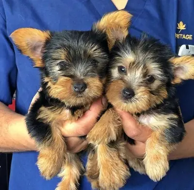 Cachorro Yorkie Tierno y Lleno de Encanto 34 632 000 221