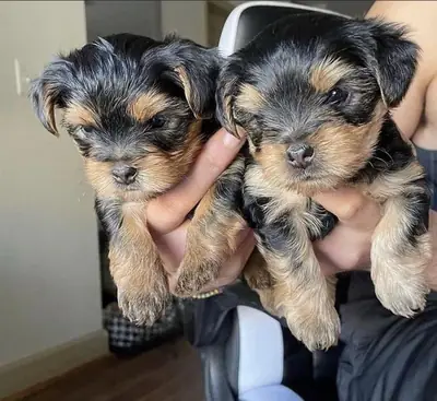 Cachorro Yorkie Busca un Hogar 34 632 000 221