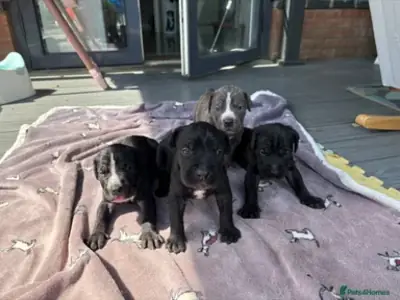 Des chiots Cane Corso cherchent un nouveau foyer.