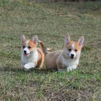 可供出售的美丽威尔士柯基幼犬
